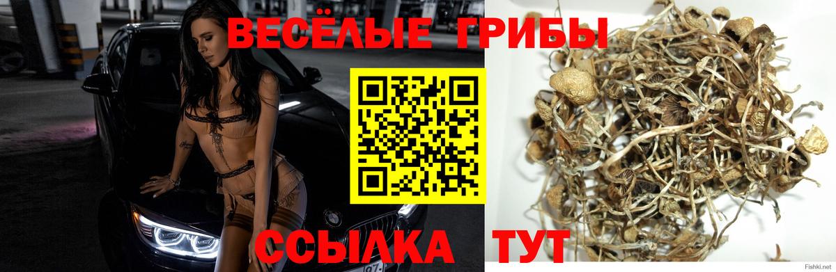 Галлюциногенные грибы Psilocybe Бирск